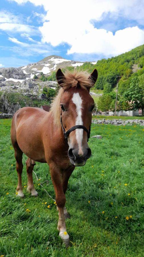 Katun Mokra Accommodation & Horseback Riding Podgorica Eksteriør billede