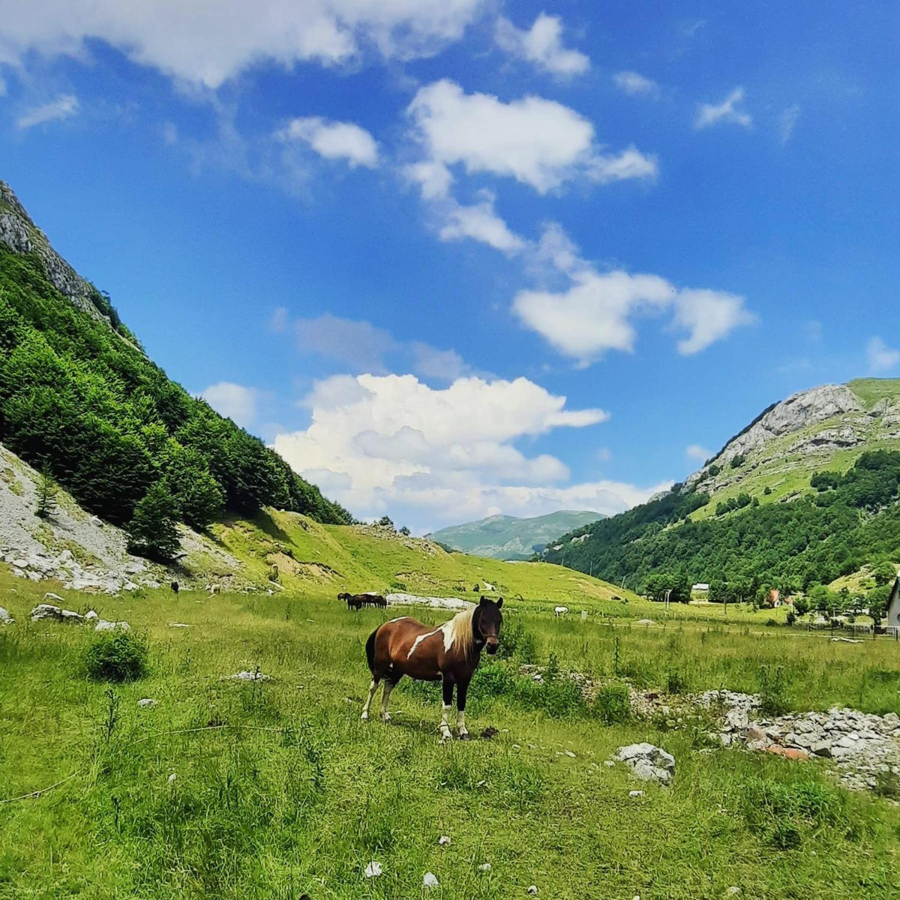 Katun Mokra Accommodation & Horseback Riding Podgorica Eksteriør billede
